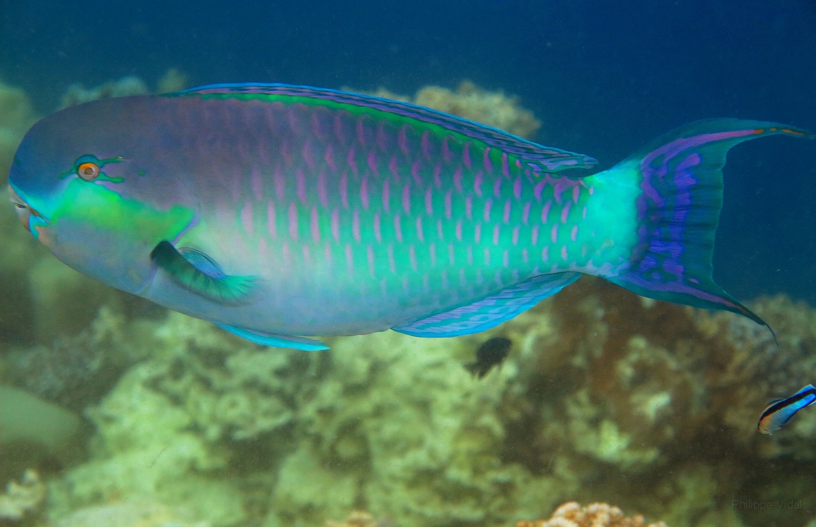 IMG_0487rf_Maldives_Madoogali_House reef_Poisson perroquet.jpg